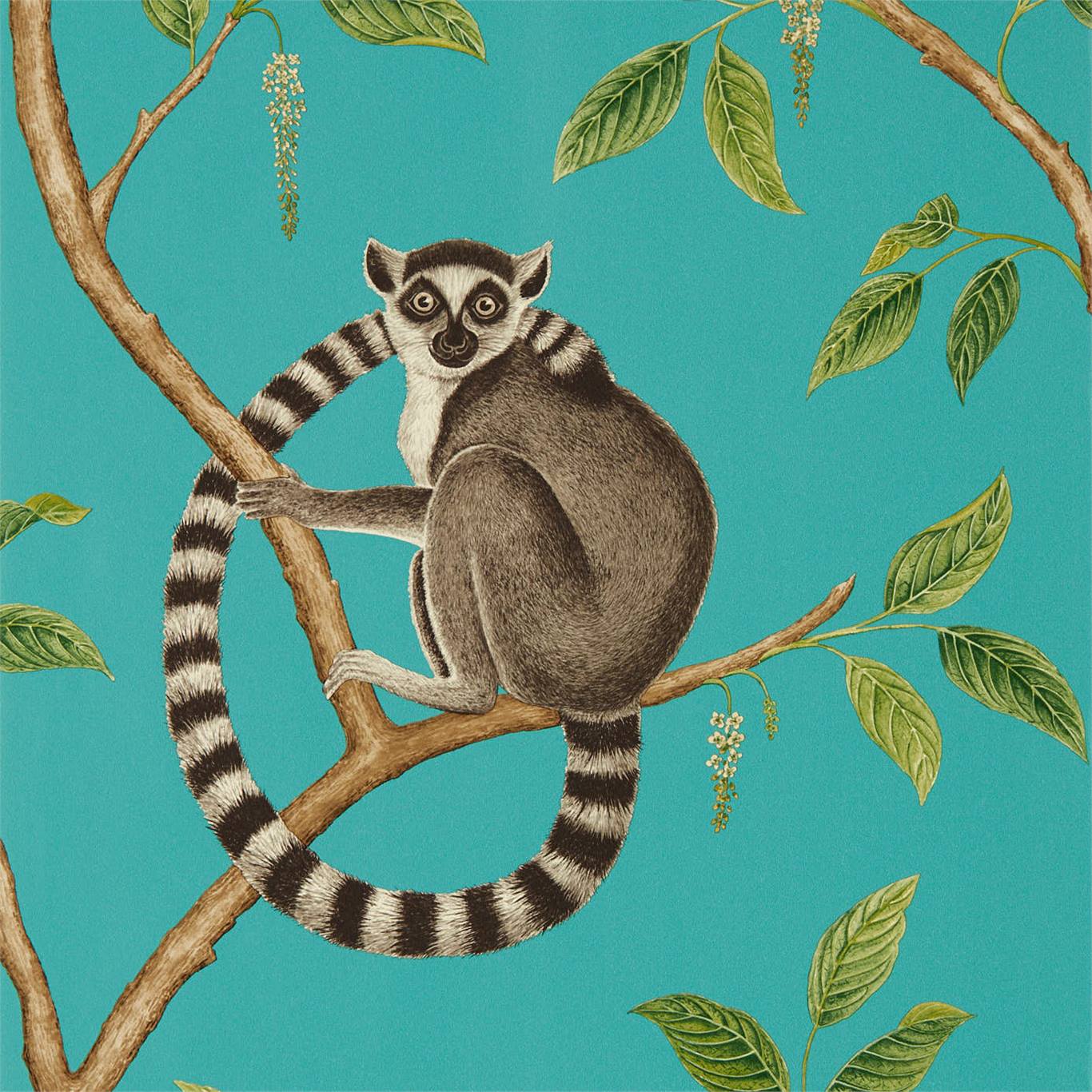 Обои Ringtailed Lemur от Sanderson